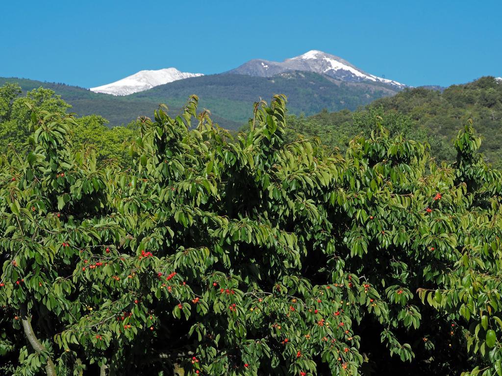 Hotel Le Mas Trilles Céret المظهر الخارجي الصورة